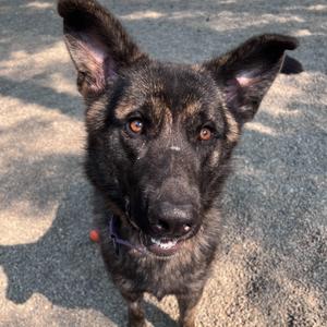 Dutch, Shepherd, Dutch, adult, available for adoption