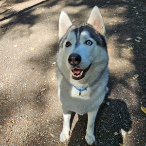 Chase, Husky, adult, available for adoption