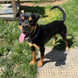 Titus, Rottweiler, adult, available for adoption