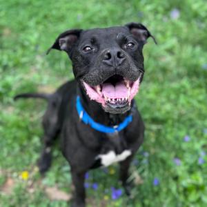 Quasi, Terrier, Pit Bull, adult, available for adoption