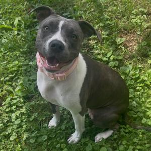 Princess Peach, Terrier, Pit Bull, adult, available for adoption