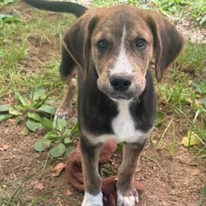 a brown and white puppy standing on grass