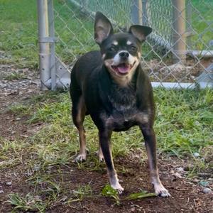 a small black and tan dog standing on grass with its mouth open