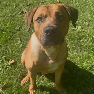 A brown dog with a white chest sitting on grass, looking directly at the camera.