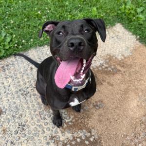 Riot, Terrier, American Pit Bull, adult, available for adoption