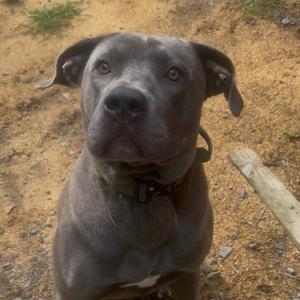 Morgan, Mastiff, Cane Corso, adult, available for adoption
