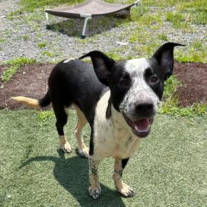 Chandler, Cattle Dog, Australian (Blue Heeler), adult, available for adoption