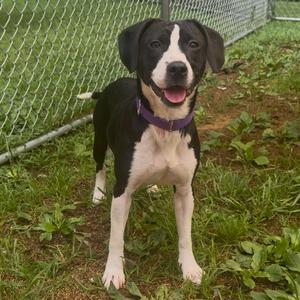 Hilda, Beagle, adult, available for adoption