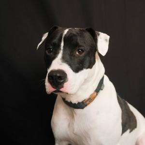 Evie, Terrier, American Staffordshire, adult, available for adoption
