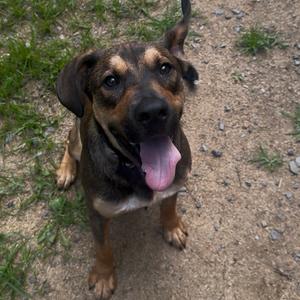 Salmon, Shepherd, adult, available for adoption