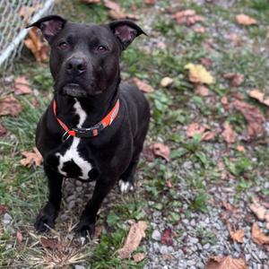 Tila, Mixed Breed (Large), adult, available for adoption