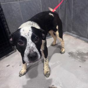 Monica, Hound, adult, available for adoption
