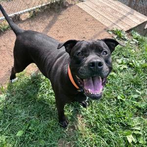 Chille, Mastiff, Cane Corso, adult, available for adoption