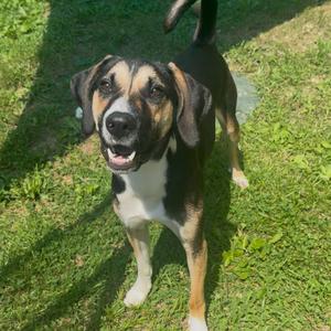 Hunter, Beagle, adult, available for adoption