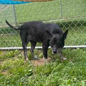 Regina, Mixed Breed (Medium), senior, available for adoption