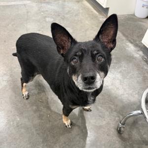 Regina, Mixed Breed (Medium), senior, available for adoption