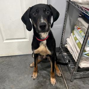 Comet, Beagle, adult, available for adoption