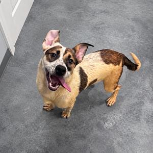 Phoebe, Hound, adult, available for adoption