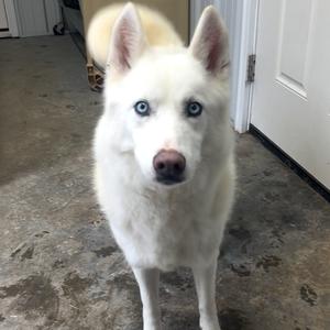 Maddie, Husky, Alaskan, adult, available for adoption