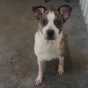A dog with a white and brown coat, standing on a concrete floor, looking directly at the camera.