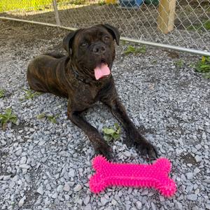 Oakley, Mastiff, Cane Corso, adult, available for adoption