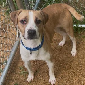 Hamish, Terrier, Pit Bull, adult, available for adoption