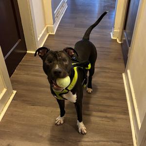 Wonder, Terrier, Pit Bull, adult, available for adoption