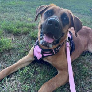 Karma, Mastiff, adult, available for adoption