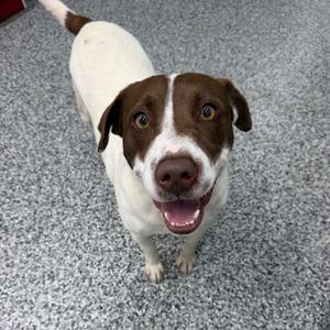 Jake, Terrier, Pit Bull, adult, available for adoption