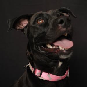 Blair, Retriever, Black Labrador, adult, available for adoption