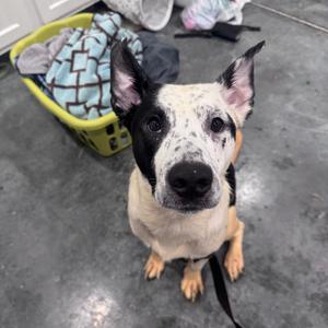 Joey, Cattle Dog, Australian (Blue Heeler), adult, available for adoption