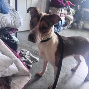 Rachel, Hound, adult, available for adoption