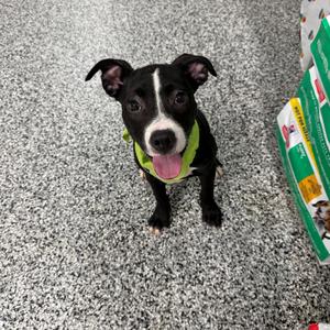 Starla, Boxer, puppy, available for adoption