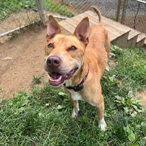 Chase, Terrier, Pit Bull, adult, available for adoption