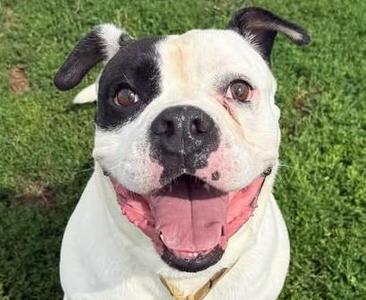 Beefcake, Pit Bull Terrier, adult, available for adoption