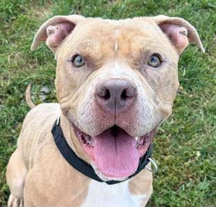 Admiral Angus, Pit Bull Terrier, adult, available for adoption