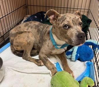 Pebbles- FOSTER to ADOPT, Pit Bull Terrier, puppy, available for adoption