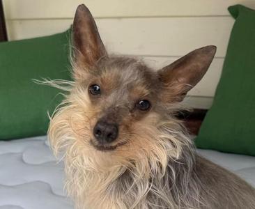 A small dog with long, shaggy fur and large ears, sitting on a bed with green pillows.