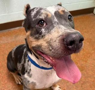 Dolly, Catahoula Leopard Dog / Pit Bull Terrier, adult, available for adoption