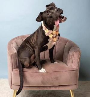 June Bug, Pit Bull Terrier, adult, available for adoption