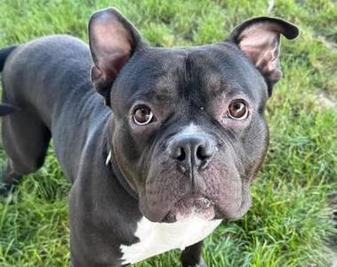 Ezekiel aka Zeke, French Bulldog, young, available for adoption