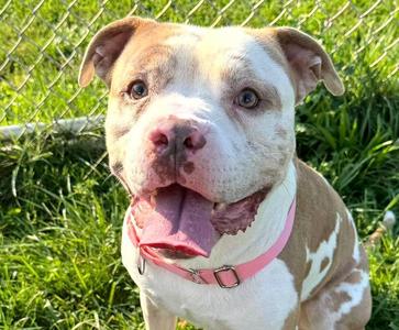 Deablo, American Staffordshire Terrier, young, available for adoption