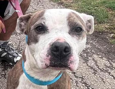 Meijer, Pit Bull Terrier, adult, available for adoption