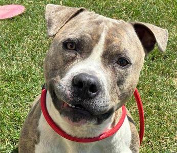 Casey, American Staffordshire Terrier, young, available for adoption
