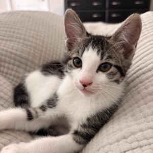 Perry, kitten, available for adoption