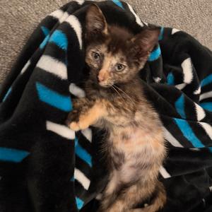 Ocean, kitten, available for adoption