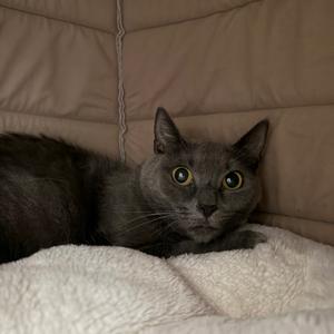 Jean Gray, adult, available for adoption