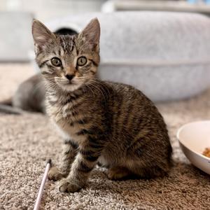 Sol, adult, available for adoption