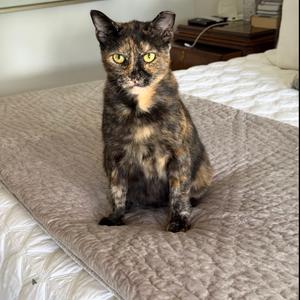 Millie, adult, available for adoption