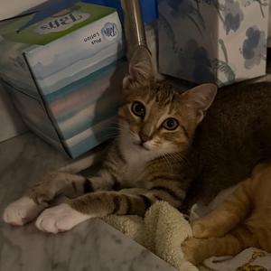 Latte, kitten, available for adoption